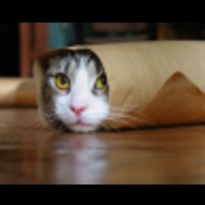 Meet your Posher, Cash